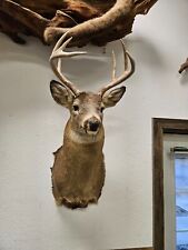 Taxidermy buck point for sale  Harshaw