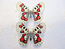 Papilionidae Parnassius Nomion Koiwayai Extra Red Couple Breeding Entomology for sale  Shipping to South Africa