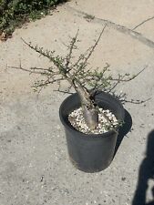 Bursera fagaroides bonsai for sale  Los Angeles