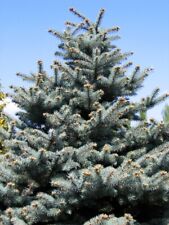 Picea pungens glauca for sale  Santa Fe Springs