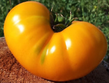 Tomate gigante amarillo usato  Spedire a Italy