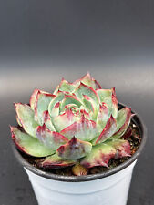 Echeveria casio variegated for sale  Ireland