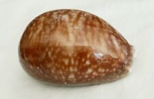 Cowry cowrie shell for sale  Round Hill