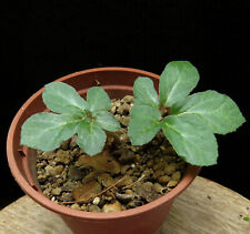 Dorstenia barnimiana,lobed leaves,Caudex,Euphorbia,Succulent Plants for sale  Shipping to South Africa