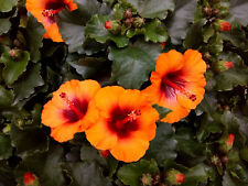 Hibiscus petit orange d'occasion  Villemandeur