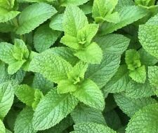 Mint seeds 500 for sale  Buffalo