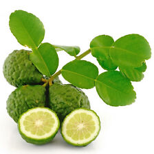 Thai kaffir lime for sale  Shipping to Ireland