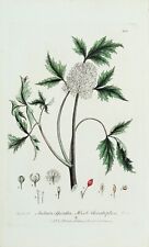 Estampa botânica antiga ACTAEA HERB CHRISTOPHER Baxter gravura vintage 1837 comprar usado  Enviando para Brazil