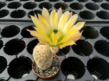 Fresh seeds echinocereus for sale  Shipping to Ireland