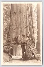 Man wawona tree for sale  Atlanta