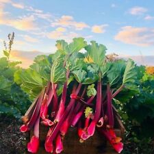 Rhubarb prince albert for sale  GLASGOW