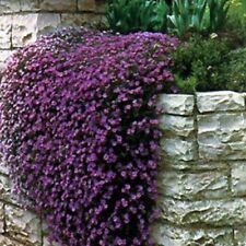 Rock cress aubrieta for sale  Akron