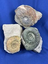 Ammoniten rthospinctes graphoc gebraucht kaufen  Saarbrücken