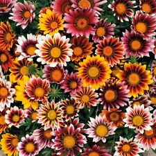 Used, GAZANIA SPLENDENS MIX 25 FRESH FLOWER SEEDS FREE USA SHIPPING  for sale  Shipping to South Africa
