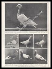1927 colombophilie pigeons d'occasion  Villeneuve-l'Archevêque
