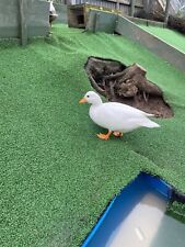 Call duck hatching for sale  PETERBOROUGH