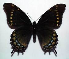 Used, PAPILIO WARSCEWICZII JELSKI - unmounted butterfly for sale  Shipping to South Africa