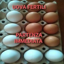Uova fertili fecondate usato  Treviso