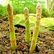 Asparagus seeds perennial for sale  Greenville