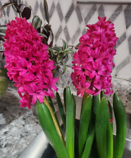 Pink hyacinth flowering for sale  Macon
