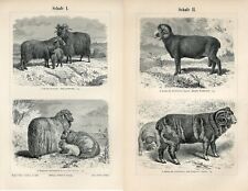 Lot prints sheep for sale  Shipping to Ireland