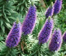 8 graines de VIPERINE DE MADERE(Echium Fastuosum)G447 SEEDS SAMEN SEMI SEMILLA comprar usado  Enviando para Brazil