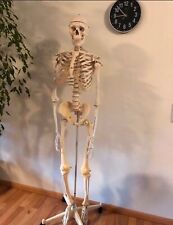 Anatomie skelett lebensgross gebraucht kaufen  Freiburg