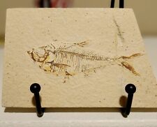 Fossilized small fish for sale  Lubbock