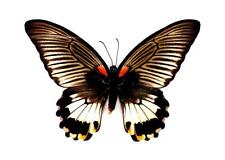 beautiful mounted butterflies for sale  Hot Springs Village