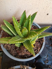 Aloe mitriformis variegata 11 cms aprox Planta joven Suculenta segunda mano  Alfafar