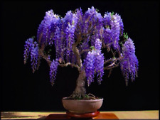 Bolusanthus speciosus (glicínias de árvore) 10 sementes - Bonsai interno com floração RARO Reino Unido, usado comprar usado  Enviando para Brazil