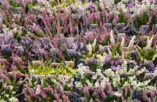 Mixed garden heathers for sale  NELSON