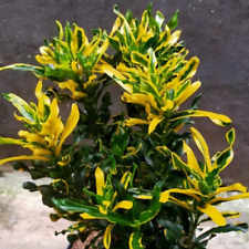 Codiaeum Variegatum Croton Amarelo Anchovas Grátis Phytosanitari Frete DHL Express comprar usado  Enviando para Brazil