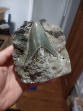 megalodon tooth for sale  NORTHWICH