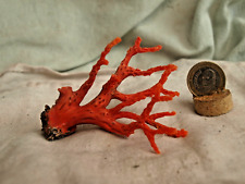 Branche corail rouge d'occasion  Salon-de-Provence