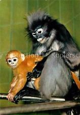 Usado, 72805130 Affen Brillenlangur Macaco Presbytis obscurus Tiere comprar usado  Enviando para Brazil