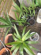 palms tree plants for sale  POOLE