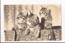 Kittens basket cats for sale  WITHERNSEA