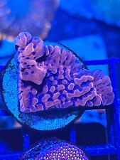 Freeze montipora coral for sale  Breckenridge