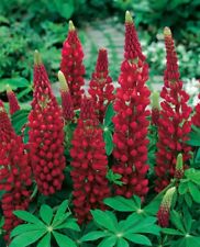 Lupin red russel for sale  PORT TALBOT