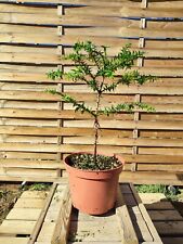 Araucaria bidwillii 40cm d'occasion  Belley