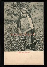 Ceylon tamil tea for sale  NEWTON ABBOT