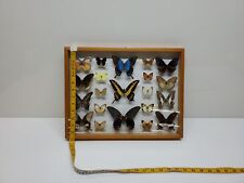Framed butterfly taxidermy for sale  Seattle