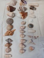 Seashells pretty for sale  Danville