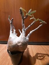 Pachypodium gracilius XXL, Caudex, Fat Plant, Caudiciform, Houseplant, Succulent, used for sale  Shipping to South Africa