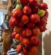 Piantine pomodoro melanzane usato  Napoli