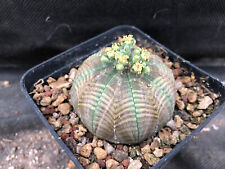 Euphorbia obesa cactus usato  Massafra