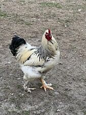 Hatching eggs chicken for sale  Staten Island