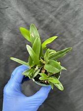 Laelia anceps tierra for sale  Pullman