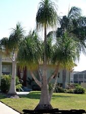 Pony tail palm for sale  Bridgeport